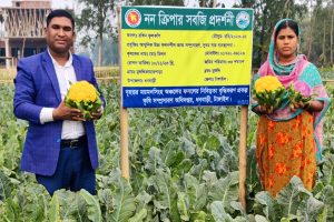 বিদেশি জাতের ফুলকপি চাষে সফল কৃষক, বাজারে চাহিদা দ্বিগুণ