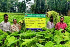 ধনবাড়ীতে ঝুঁকি ছাড়াই বেশি লাভ, কচুলতি চাষে ঝুঁকছেন কৃষকরা